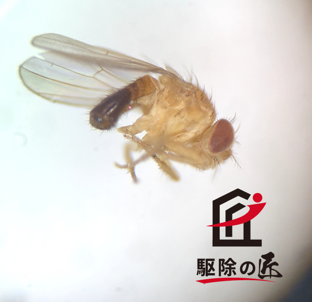 ショウジョウバエとは？被害を防ぐための対策 | 駆除の匠