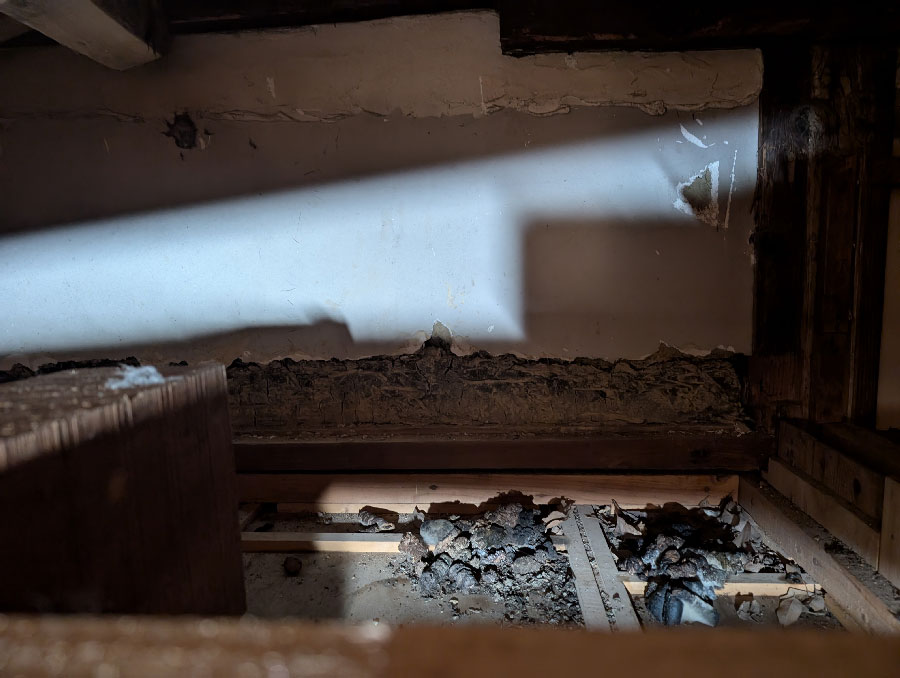 アライグマの糞